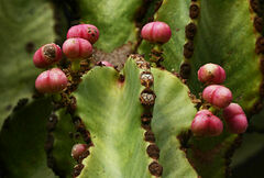Euphorbia abyssinica