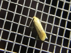 Earias