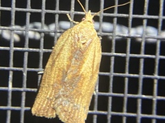 Clepsis divulsana