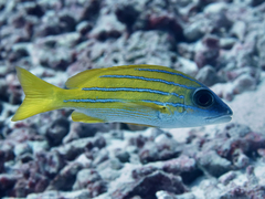 Lutjanus kasmira