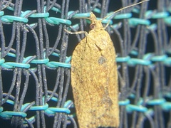 Clepsis divulsana