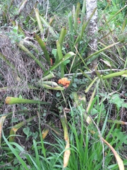 Aechmea cephaloides