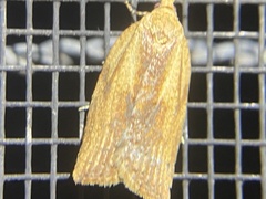 Clepsis divulsana