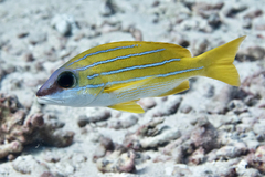 Lutjanus kasmira