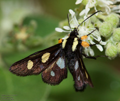 Androloma disparata