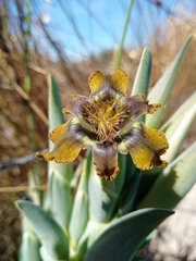 Ferraria