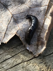 Microplana terrestris