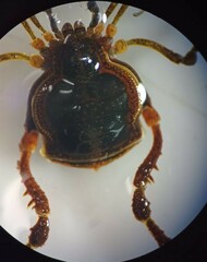 Metagyndes pulchella