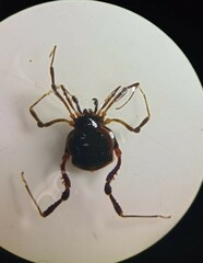 Metagyndes pulchella