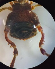 Metagyndes pulchella