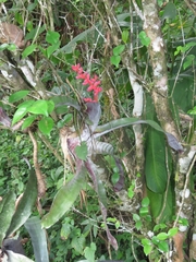 Aechmea fulgens