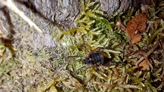 Metagyndes pulchella