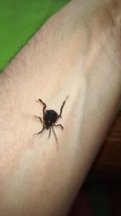 Metagyndes pulchella