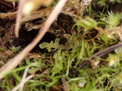 Riccardia chamedryfolia