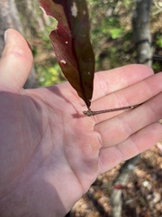 Quercus laurifolia