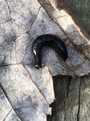 Microplana terrestris