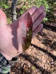 Quercus laurifolia