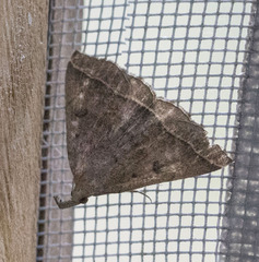 Pechipogo plumigeralis