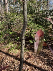 Quercus laurifolia
