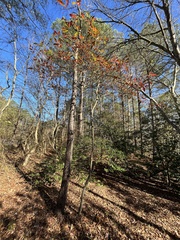 Quercus laurifolia