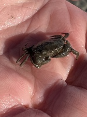 Carcinus maenas