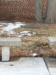 Sciurus niger