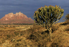 Euphorbia abyssinica