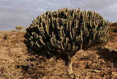 Euphorbia abyssinica