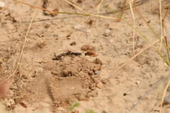 Dieunomia nevadensis