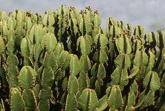 Euphorbia abyssinica