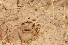 Dieunomia nevadensis