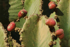 Euphorbia abyssinica
