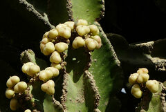 Euphorbia abyssinica
