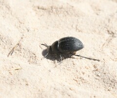 Eusattus reticulatus