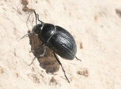 Eusattus reticulatus