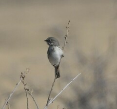 Artemisiospiza nevadensis