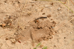 Dieunomia nevadensis