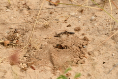 Dieunomia nevadensis