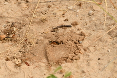 Dieunomia nevadensis