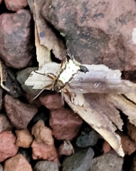 Micrathena duodecimspinosa