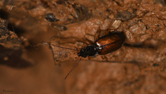 Peryphus