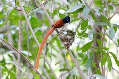 Terpsiphone viridis granti