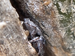 Ocrisiona leucocomis