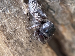 Ocrisiona leucocomis