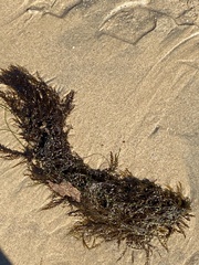 Sargassum horneri
