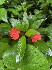 Impatiens hawkeri