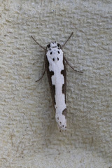 Ethmia bipunctella
