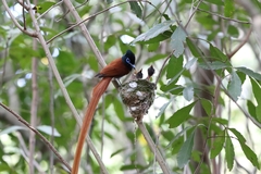 Terpsiphone viridis granti