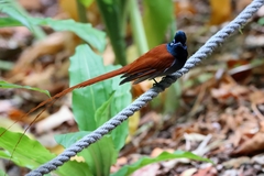 Terpsiphone viridis granti