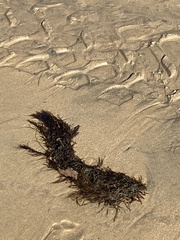 Sargassum horneri